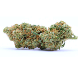 PINEAPPLE - Stormrock - WeWeed
