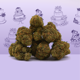 Wedding Cake CBD 🍰 [Indoor] - Mama Kana - WeWeed