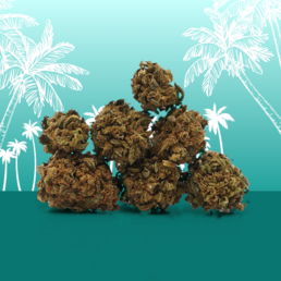 Hawaiian CBD Small Buds 🌴 - Mama Kana - WeWeed
