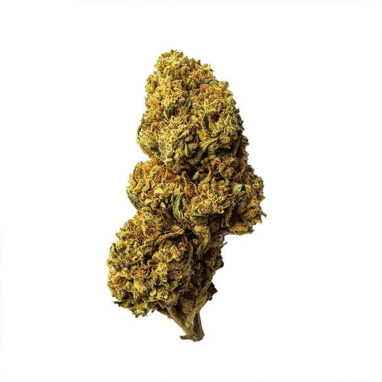 Cogollo de Flor Aromática de CBD al 15,17% · La Cordobesa Atleta - ProfesorCBD - WeWeed