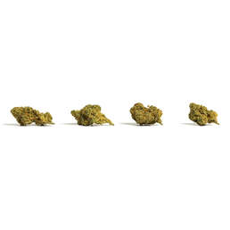 PopCorn Amnesia Hidropónica 30g (Halloween) - IberoHemp - WeWeed