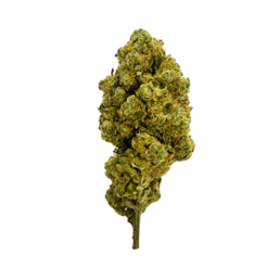 Enectaliana - Flower Farm - WeWeed