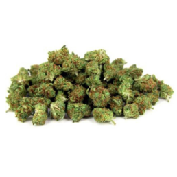 MINI-BUD PREMIUM - Stormrock - WeWeed