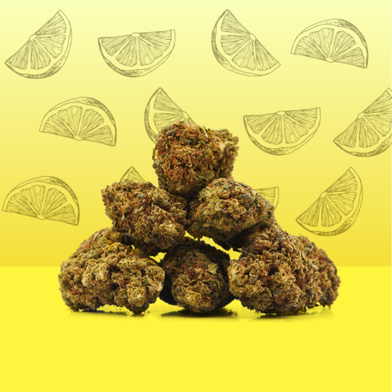 Lemon CBD 🍋 [Greenhouse] - Mama Kana - WeWeed
