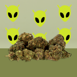 Alien Kush CBD 🧟‍♂️ [Hidroponía] - Mama Kana - WeWeed