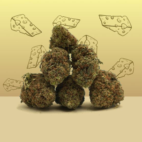 Royal Cheese CBD 🧀 [Greenhouse] - Mama Kana - WeWeed