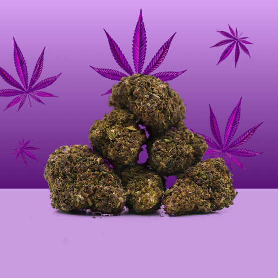 Purple Haze CBD 🔮 [Indoor] - Mama Kana - WeWeed