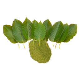 KRATOM (Mitragyna speciosa) - Sweed - WeWeed
