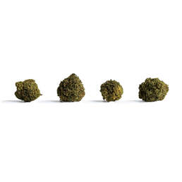 Pop Cannatonic Runtz - Nueva Variedad con aroma dulce a golosina - IberoHemp - WeWeed