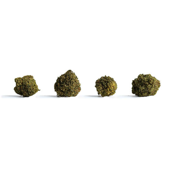 Pop Cannatonic Runtz - Nueva Variedad con aroma dulce a golosina - IberoHemp - WeWeed
