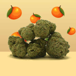 Mandarina CBD ☀️ [Hidroponía] - Mama Kana - WeWeed