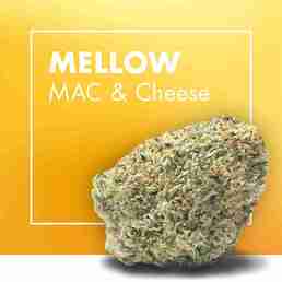 Flores CBD MELLOW (MAC & Cheese) - Cannactiva - WeWeed