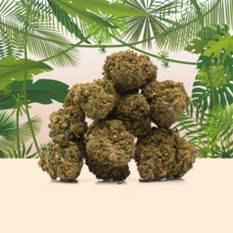 Tropical Haze CBD 🌴 [Indoor] - Mama Kana - WeWeed
