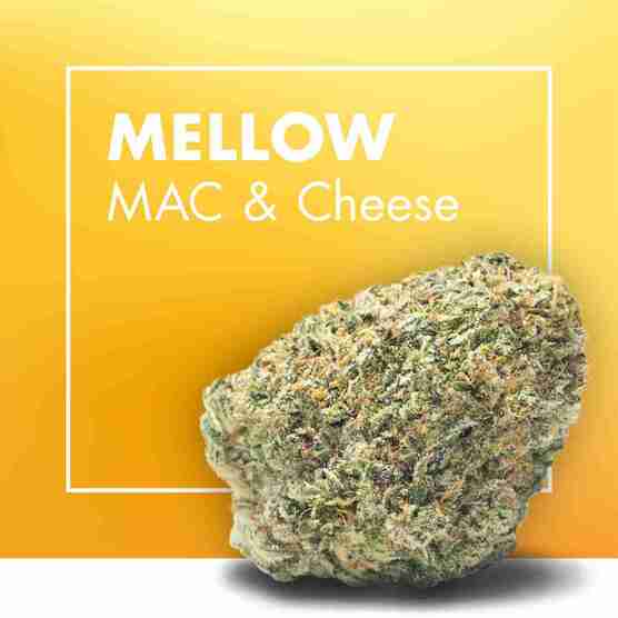 Flores CBD MELLOW (MAC & Cheese) - Cannactiva - WeWeed