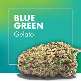 Flores CBD BLUE GREEN (Gelato) - Cannactiva - WeWeed