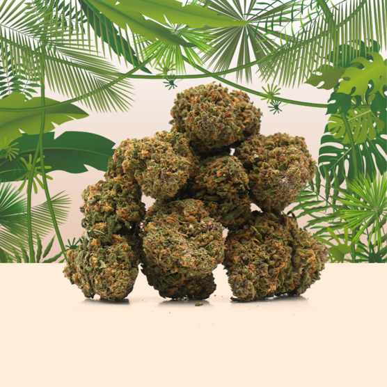 Tropical Haze CBD 🌴 [Indoor] - Mama Kana - WeWeed