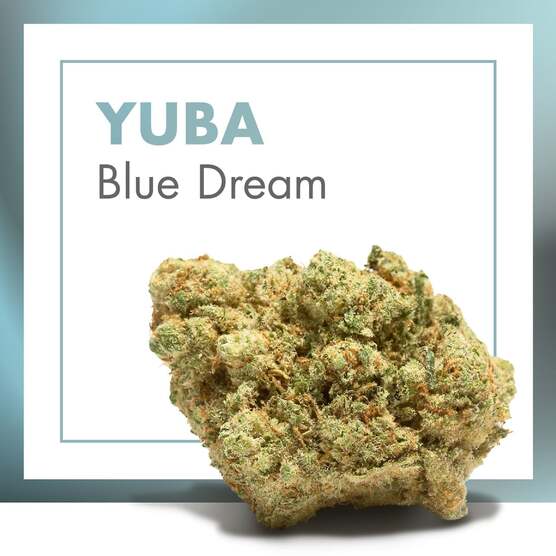 Flores CBD YUBA (Blue Dream) | CBD INDOOR - Cannactiva - WeWeed