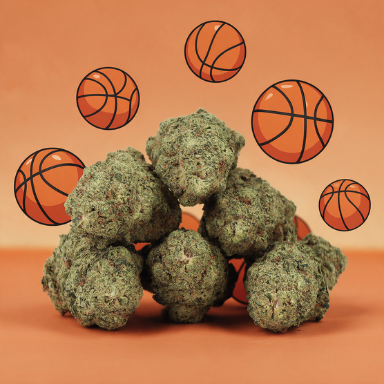 Payton CBD 🏀 [Hidroponía] - Mama Kana - WeWeed