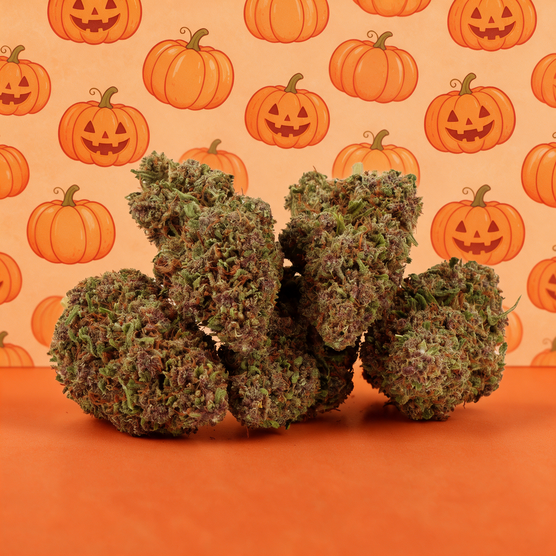 Pumpkin Haze CBD 🎃 [Indoor] - Mama Kana - WeWeed