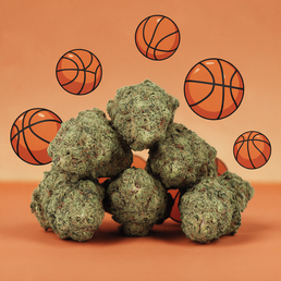 Payton CBD 🏀 [Hidroponía] - Mama Kana - WeWeed