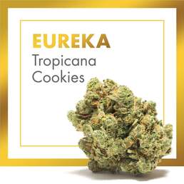 Flores CBD EUREKA (Tropicana Cookies) | CBD INDOOR - Cannactiva - WeWeed