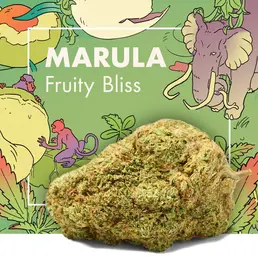 Flores de CBD MARULA (Fruity Bliss) - Cannactiva - WeWeed