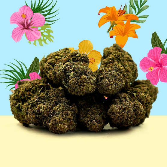 CBD Hawaiano 🌴 [Indoor] - Mama Kana - WeWeed