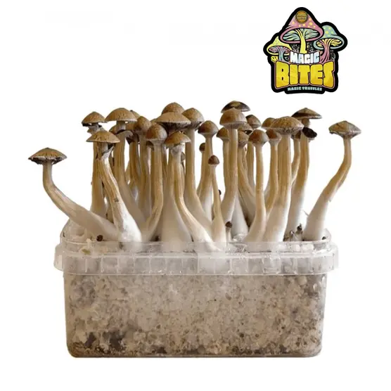 Kit de Cultivo Setas McKennaii - Iguana Smoke CBD - WeWeed