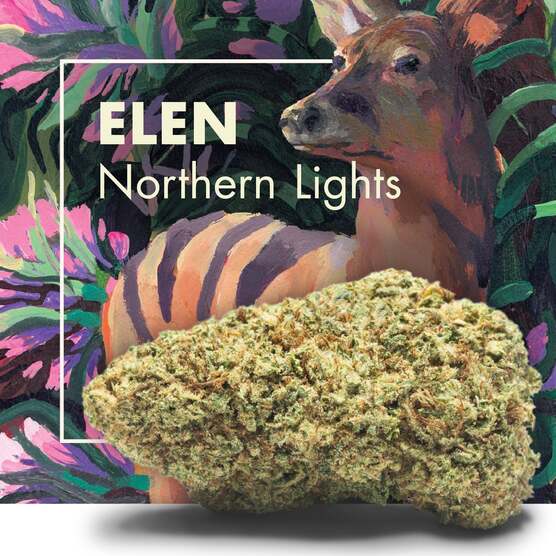 Flores CBD ELEN (Northern Lights) - Cannactiva - WeWeed