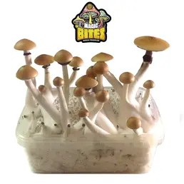 Kit de Cultivo Setas Mazatapec - Iguana Smoke CBD - WeWeed