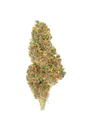Purple INDOOR - Live Bio Hemp - WeWeed