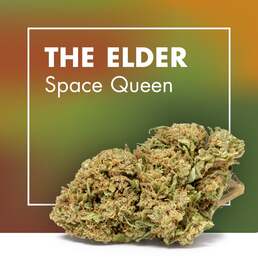 Flores CBD THE ELDER (Space Queen) | CBD Outdoor - Cannactiva - WeWeed