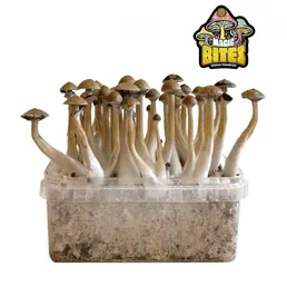 Kit de Cultivo Setas McKennaii - Iguana Smoke CBD - WeWeed