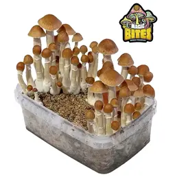 Kit de Cultivo Setas Mexicanas - Iguana Smoke CBD - WeWeed