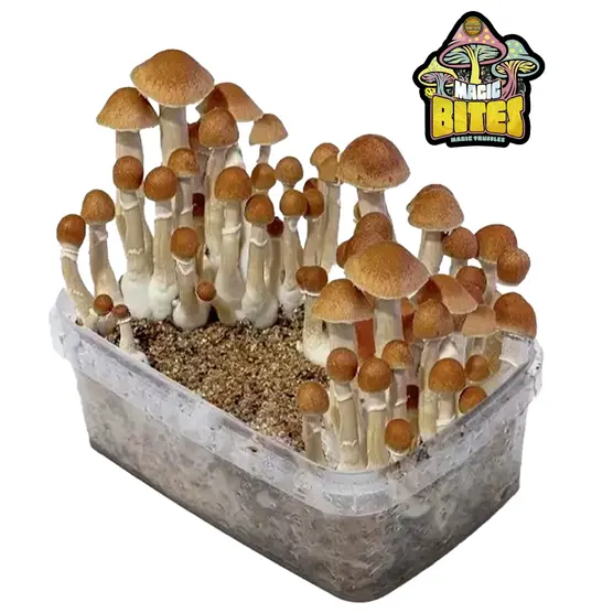 Kit de Cultivo Setas Mexicanas - Iguana Smoke CBD - WeWeed