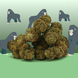 Gorilla Glue CBD 🦍 [Indoor] - Mama Kana - WeWeed