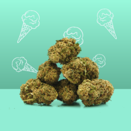 Gelato CBD 🍦 [Indoor] - Mama Kana - WeWeed