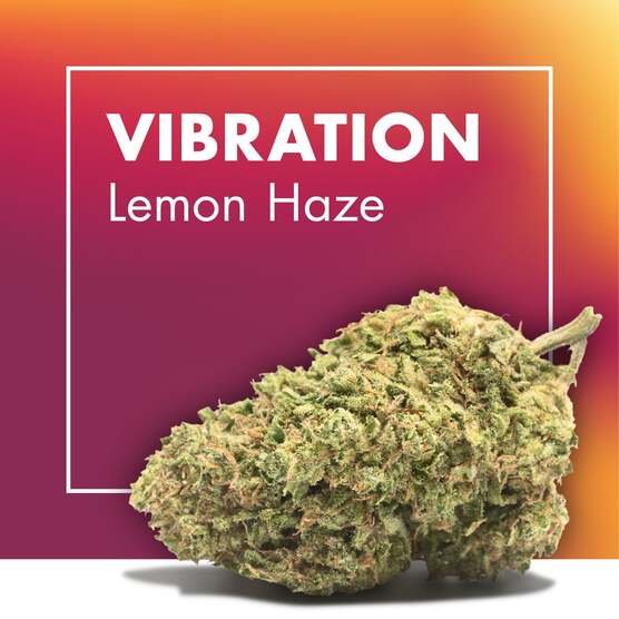 Flores CBD VIBRATION (Lemon Haze) - Cannactiva - WeWeed