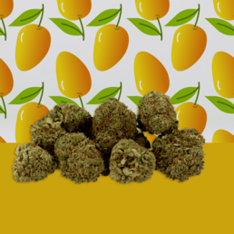 Mango Haze CBD 🥭 [Hidropónico] - Mama Kana - WeWeed