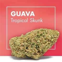 Flores CBD GUAVA (Tropical Skunk) - Cannactiva - WeWeed