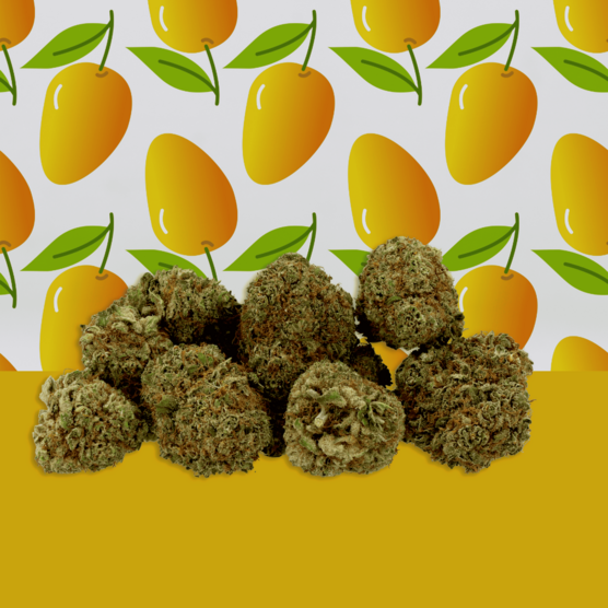 Mango Haze CBD 🥭 [Hidropónico] - Mama Kana - WeWeed