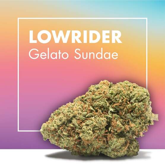 Flores CBD LOWRIDER (Gelato Sundae) - Cannactiva - WeWeed