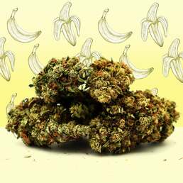 Banana Cream CBG 🍌 [Greenhouse] - Mama Kana - WeWeed