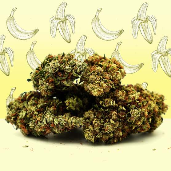 Banana Cream CBG 🍌 [Greenhouse] - Mama Kana - WeWeed